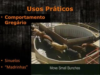 Usos Práticos Sinuelos “ Madrinhas” Comportamento  Gregário 