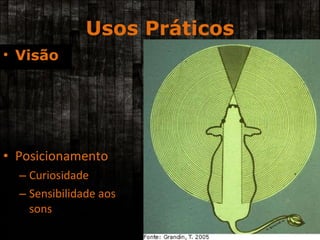 Usos Práticos Posicionamento Curiosidade Sensibilidade aos sons Visão 