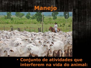 Manejo Conjunto de atividades que interferem na vida do animal: 