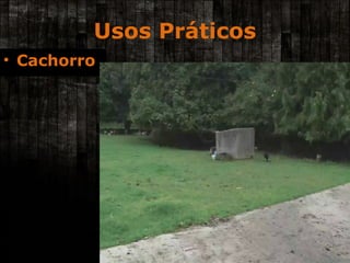 Usos Práticos Cachorro 