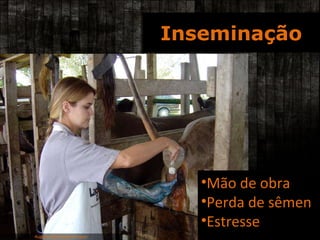 Inseminação Augusto Barraque/Incaper Augusto Barraque/Incaper Mão de obra Perda de sêmen Estresse 