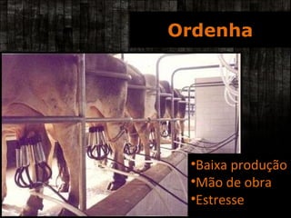 Ordenha Augusto Barraque/Incaper Baixa produção Mão de obra Estresse 