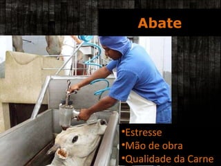 Abate Augusto Barraque/Incaper Estresse Mão de obra Qualidade da Carne 
