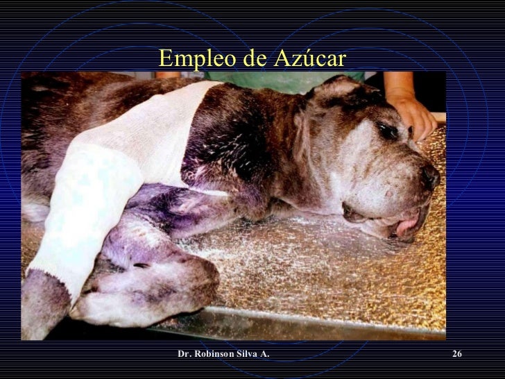 Manejo de heridas empleo de azúcar,miel,miiasis,perro,gato Manejo de heridas empleo de azúcar,miel,miiasis,perro,gato