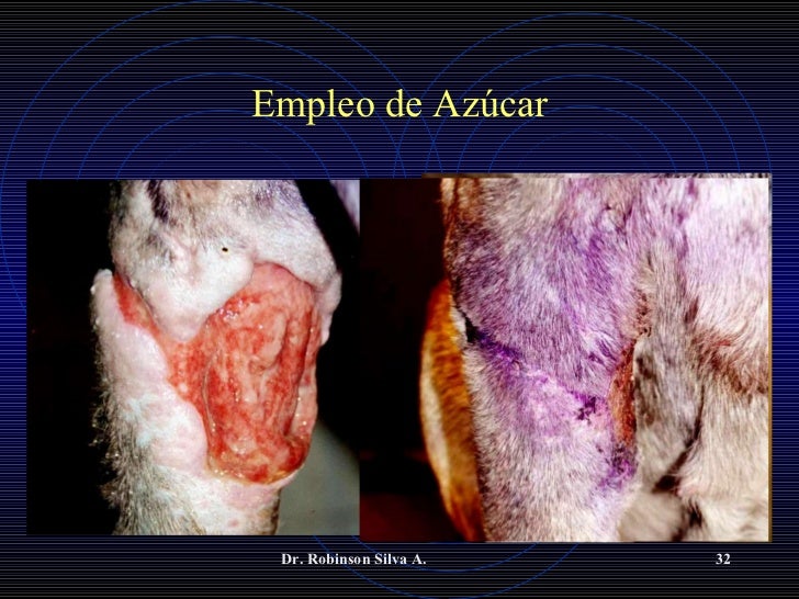 Manejo de heridas empleo de azúcar,miel,miiasis,perro,gato Manejo de heridas empleo de azúcar,miel,miiasis,perro,gato