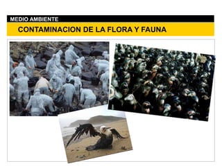 CONTAMINACION DE LA FLORA Y FAUNA
MEDIO AMBIENTE
 