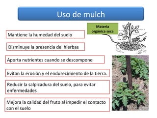 Uso de mulch
                                              Materia
                                           orgánica seca
Mantiene la humedad del suelo

Disminuye la presencia de hierbas

Aporta nutrientes cuando se descompone

Evitan la erosión y el endurecimiento de la tierra.

Reducir la salpicadura del suelo, para evitar
enfermedades

Mejora la calidad del fruto al impedir el contacto
con el suelo
 