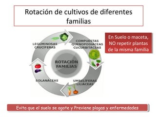 Rotación de cultivos de diferentes
                 familias
                                            En Suelo o maceta,
                                             En Suelo o maceta,
                                            NO repetir plantas
                                             NO repetir plantas
                                            de la misma familia
                                            de la misma familia




Evita que el suelo se agote y Previene plagas y enfermedades
Evita que el suelo se agote y Previene plagas y enfermedades
 