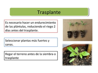 Trasplante
                        Trasplante
Es necesario hacer un endurecimiento
de las plántulas, reduciendo el riego 2
días antes del trasplante.


Seleccionar plantas más fuertes y
sanas.

Regar el terreno antes de la siembra o
trasplante
 