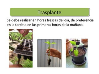 Trasplante
                    Trasplante
Se debe realizar en horas frescas del día, de preferencia
en la tarde o en las primeras horas de la mañana.
 
