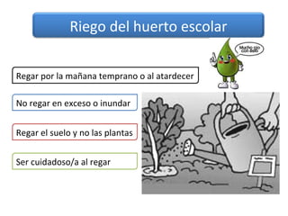 Riego del huerto escolar

Regar por la mañana temprano o al atardecer

No regar en exceso o inundar


Regar el suelo y no las plantas


Ser cuidadoso/a al regar
 