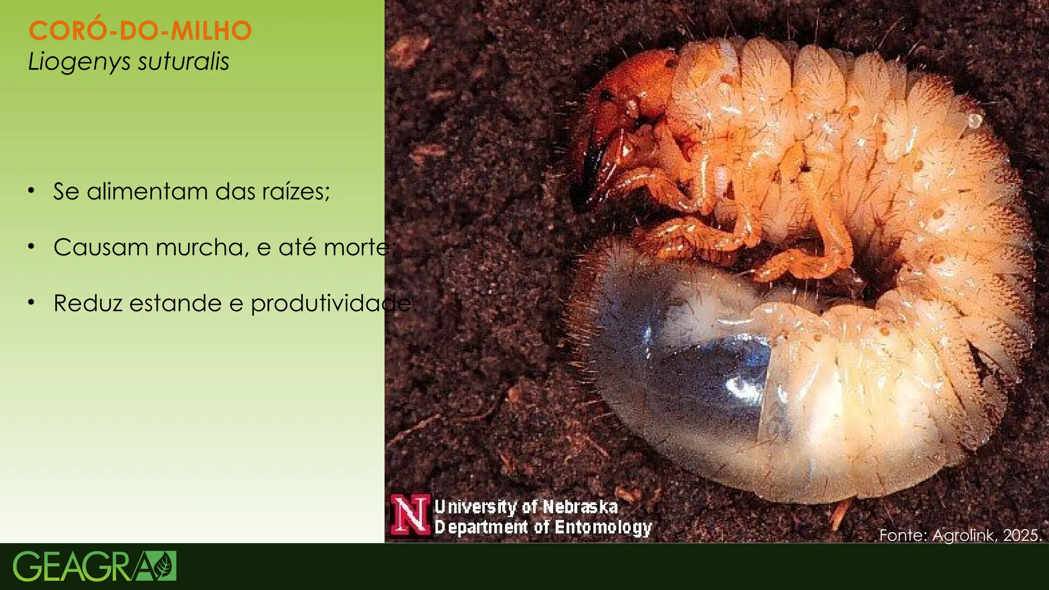 17
CORÓ-DO-MILHO
Liogenys suturalis
• Se alimentam das raízes;
• Causam murcha, e até morte;
• Reduz estande e produtividade.
Fonte: Agrolink, 2025.
 