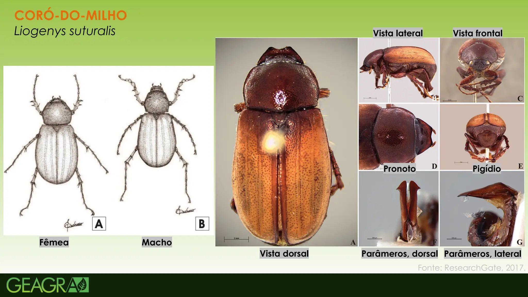 18
CORÓ-DO-MILHO
Liogenys suturalis
Vista dorsal
Vista lateral Vista frontal
Pronoto Pigídio
Parâmeros, dorsal Parâmeros, lateral
Fêmea Macho
Fonte: ResearchGate, 2017.
 