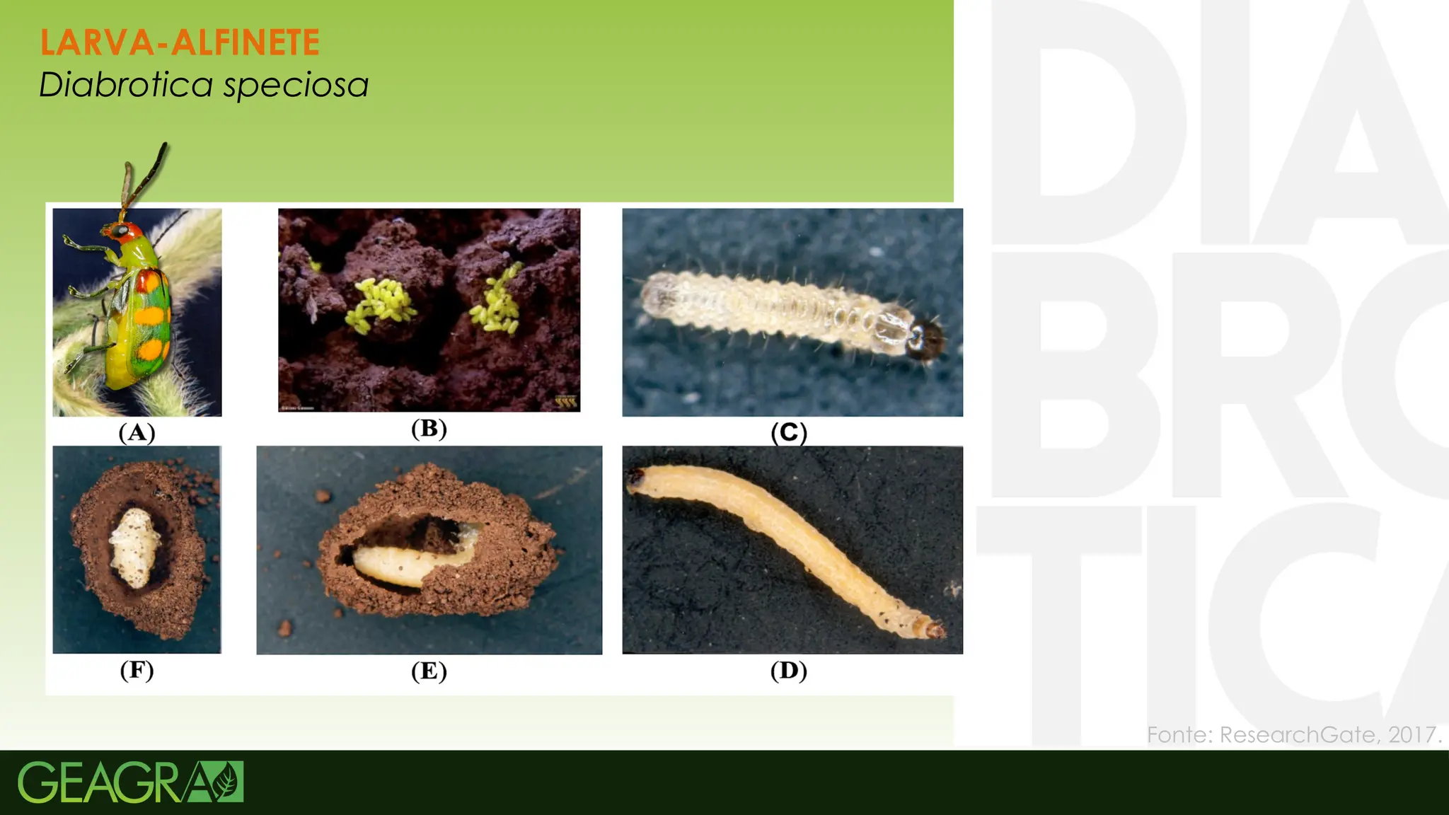 19
LARVA-ALFINETE
Diabrotica speciosa
Fonte: ResearchGate, 2017.
 