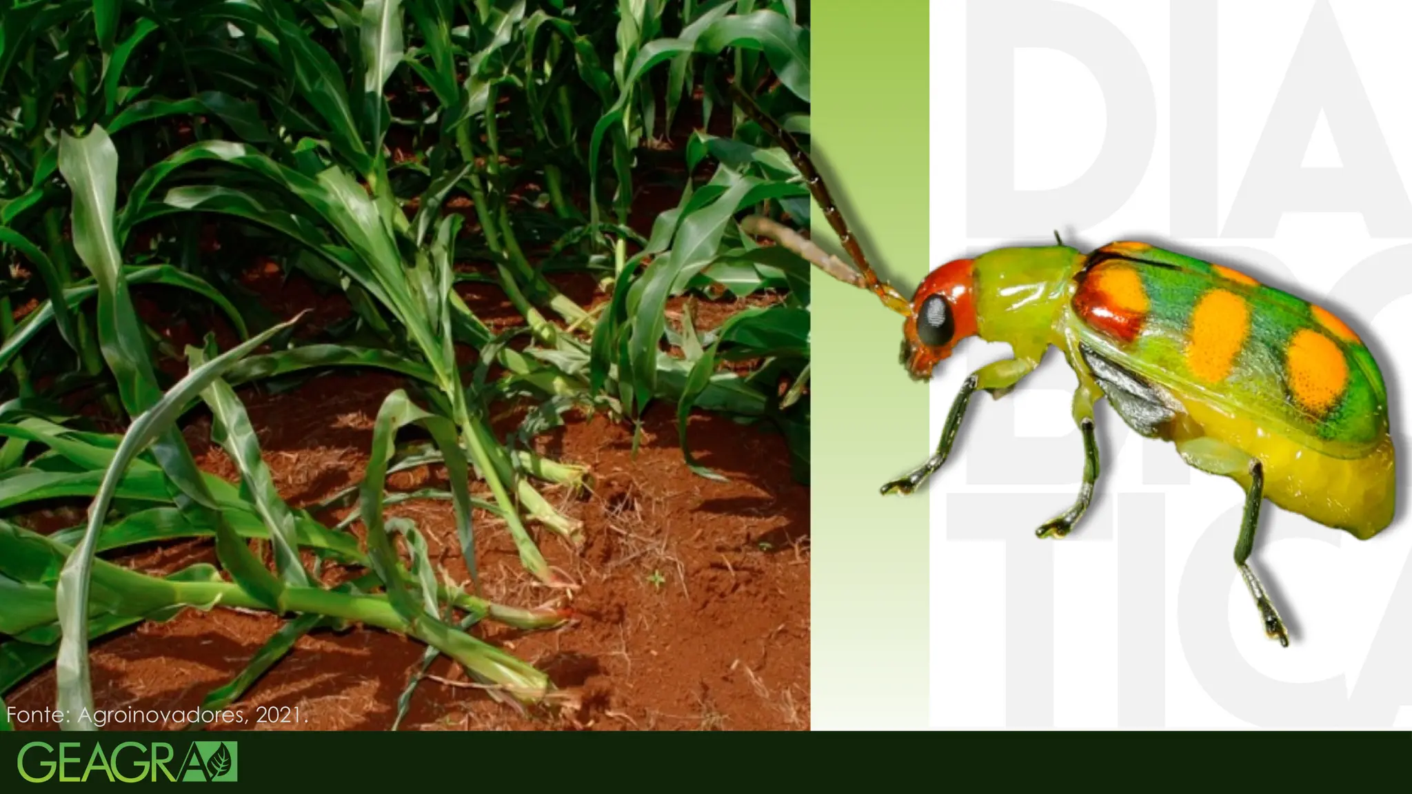 20
LARVA-ALFINETE
Diabrotica speciosa
Fonte: Agroinovadores, 2021.
 