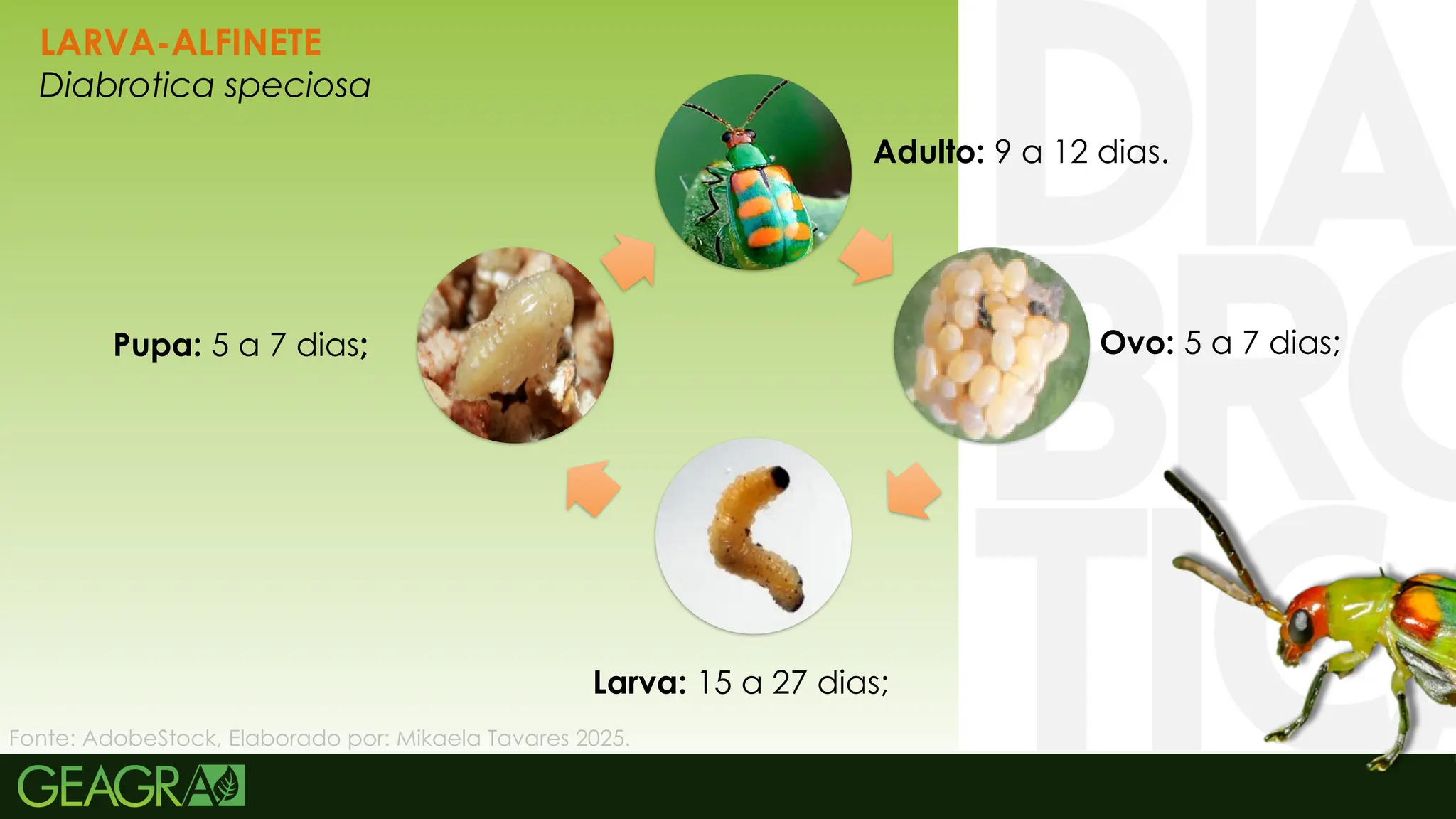 21
LARVA-ALFINETE
Diabrotica speciosa
Ovo: 5 a 7 dias;
Larva: 15 a 27 dias;
Pupa: 5 a 7 dias;
Adulto: 9 a 12 dias.
Fonte: AdobeStock, Elaborado por: Mikaela Tavares 2025.
 