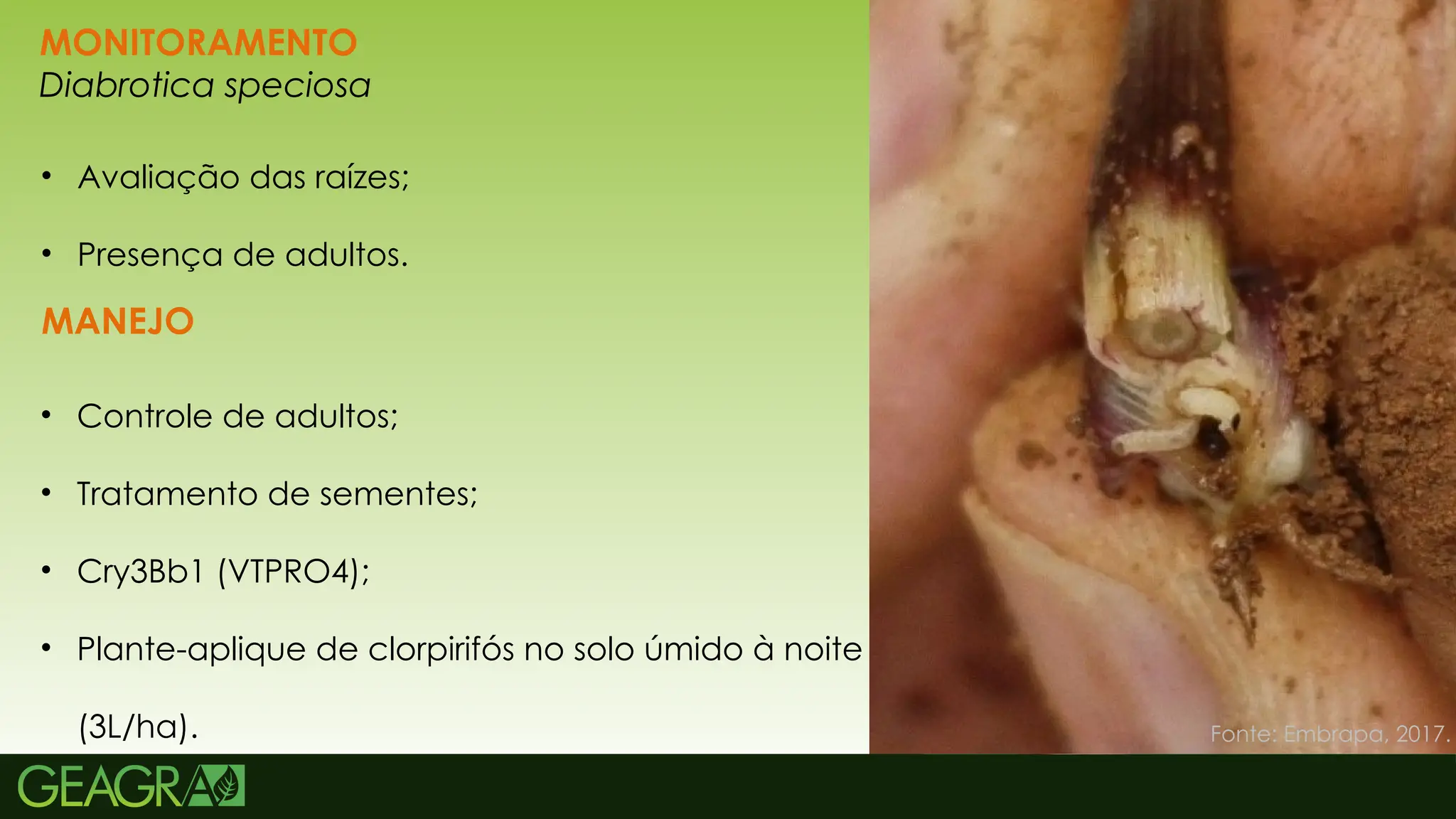 22
MONITORAMENTO
Diabrotica speciosa
• Avaliação das raízes;
• Presença de adultos.
MANEJO
• Controle de adultos;
• Tratamento de sementes;
• Cry3Bb1 (VTPRO4);
• Plante-aplique de clorpirifós no solo úmido à noite
(3L/ha). Fonte: Embrapa, 2017.
 