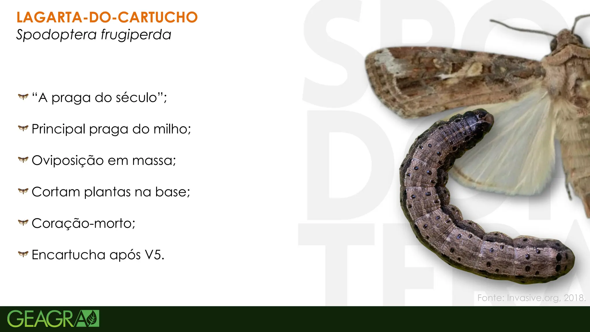 26
“A praga do século”;
Principal praga do milho;
Oviposição em massa;
Cortam plantas na base;
Coração-morto;
Encartucha após V5.
LAGARTA-DO-CARTUCHO
Spodoptera frugiperda
Fonte: Invasive.org, 2018.
 