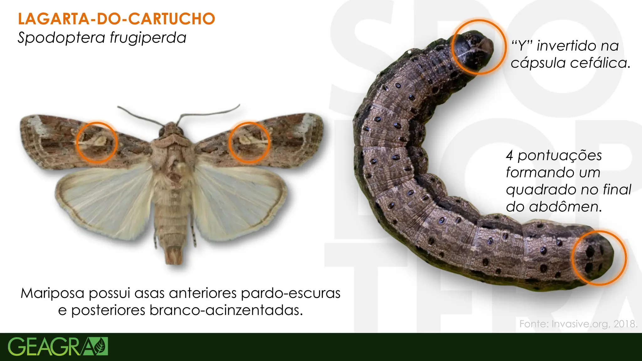 27
“Y” invertido na
cápsula cefálica.
4 pontuações
formando um
quadrado no final
do abdômen.
Mariposa possui asas anteriores pardo-escuras
e posteriores branco-acinzentadas.
LAGARTA-DO-CARTUCHO
Spodoptera frugiperda
Fonte: Invasive.org, 2018.
 