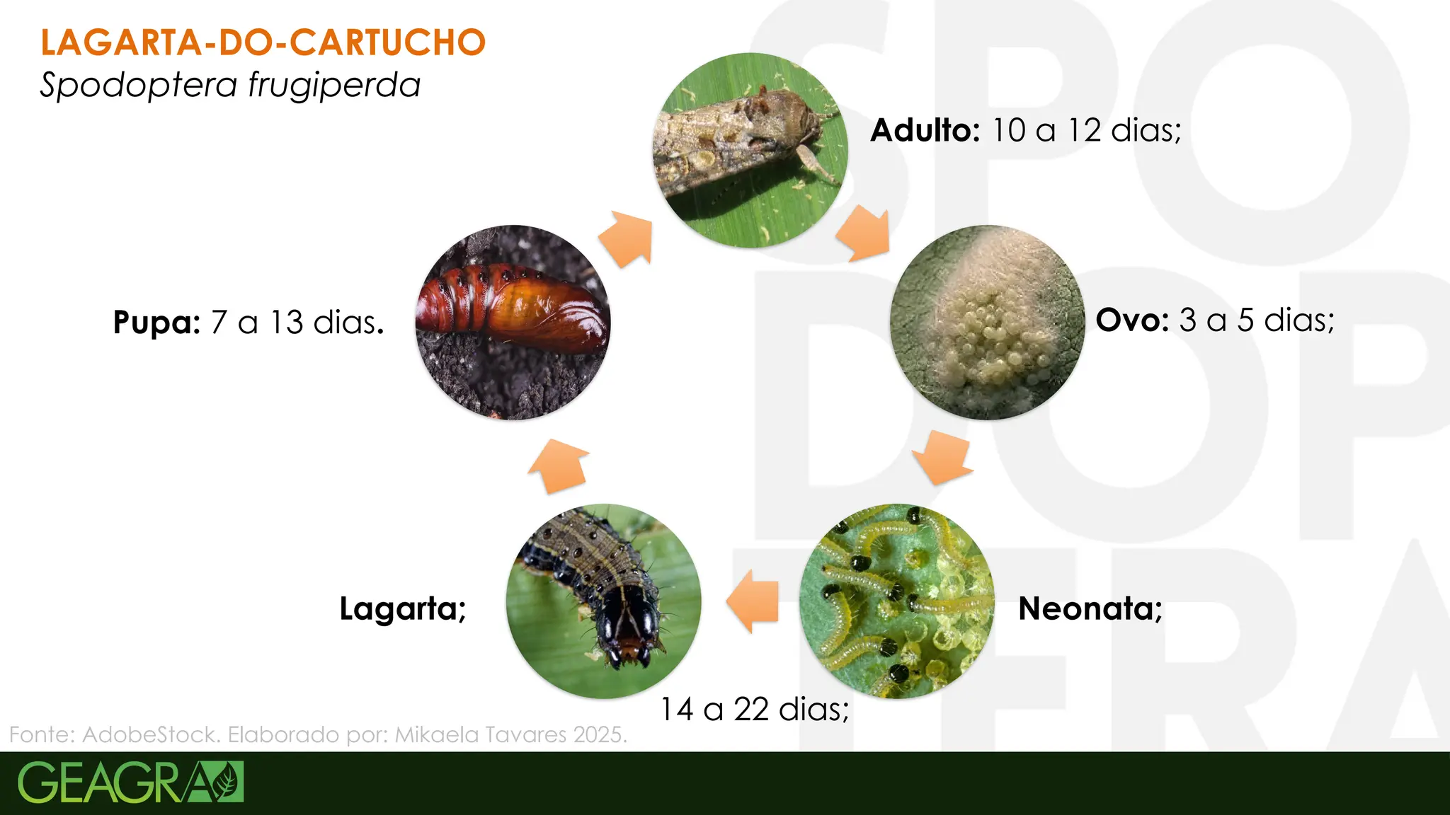 28
Ovo: 3 a 5 dias;
Neonata;
14 a 22 dias;
Lagarta;
Pupa: 7 a 13 dias.
Adulto: 10 a 12 dias;
LAGARTA-DO-CARTUCHO
Spodoptera frugiperda
Fonte: AdobeStock. Elaborado por: Mikaela Tavares 2025.
 