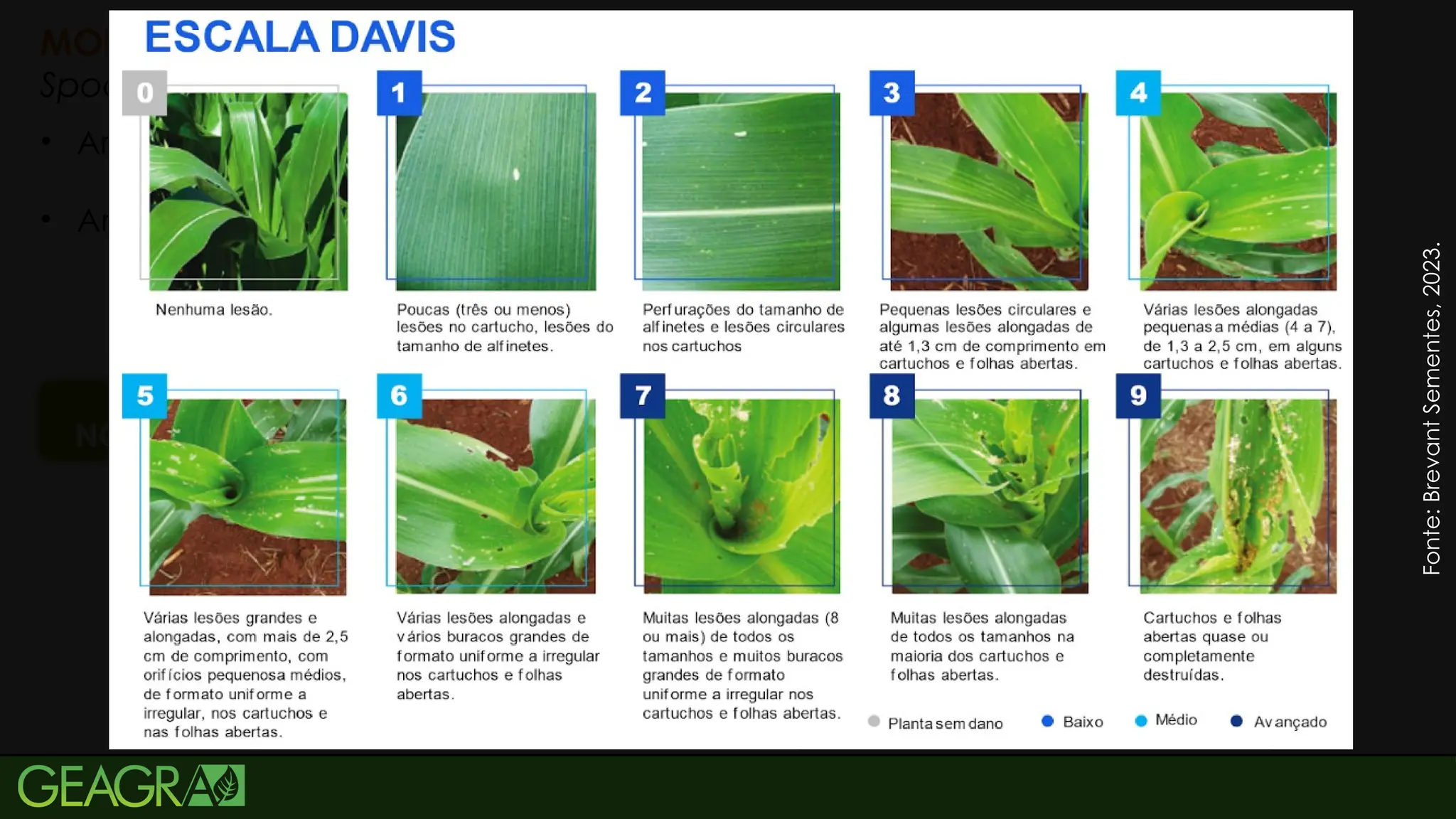 30
MONITORAMENTO
Spodoptera frugiperda
NC = 20% das plantas infestadas
• Armadilhas;
• Amostragem destrutiva e indireta.
Fonte:
Brevant
Sementes,
2023.
Fonte:
Brevant
Sementes,
2023.
 