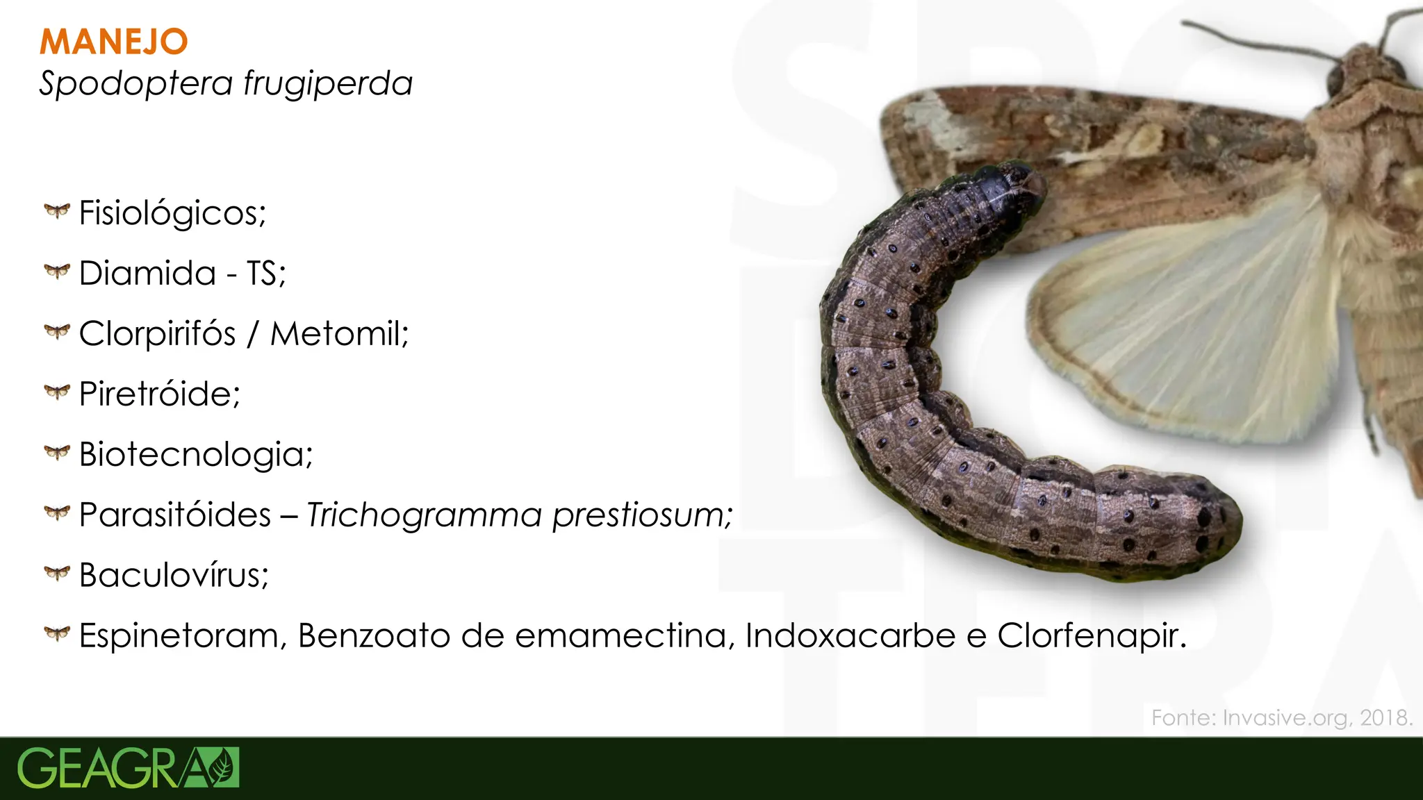 31
MANEJO
Spodoptera frugiperda
Fisiológicos;
Diamida - TS;
Clorpirifós / Metomil;
Piretróide;
Biotecnologia;
Parasitóides – Trichogramma prestiosum;
Baculovírus;
Espinetoram, Benzoato de emamectina, Indoxacarbe e Clorfenapir.
Fonte: Invasive.org, 2018.
 