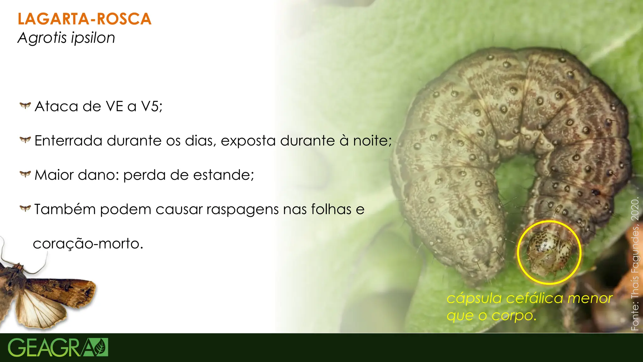 33
LAGARTA-ROSCA
Agrotis ipsilon
Ataca de VE a V5;
Enterrada durante os dias, exposta durante à noite;
Maior dano: perda de estande;
Também podem causar raspagens nas folhas e
coração-morto.
cápsula cefálica menor
que o corpo.
Fonte:
Thaís
Fagundes,
2020.
 