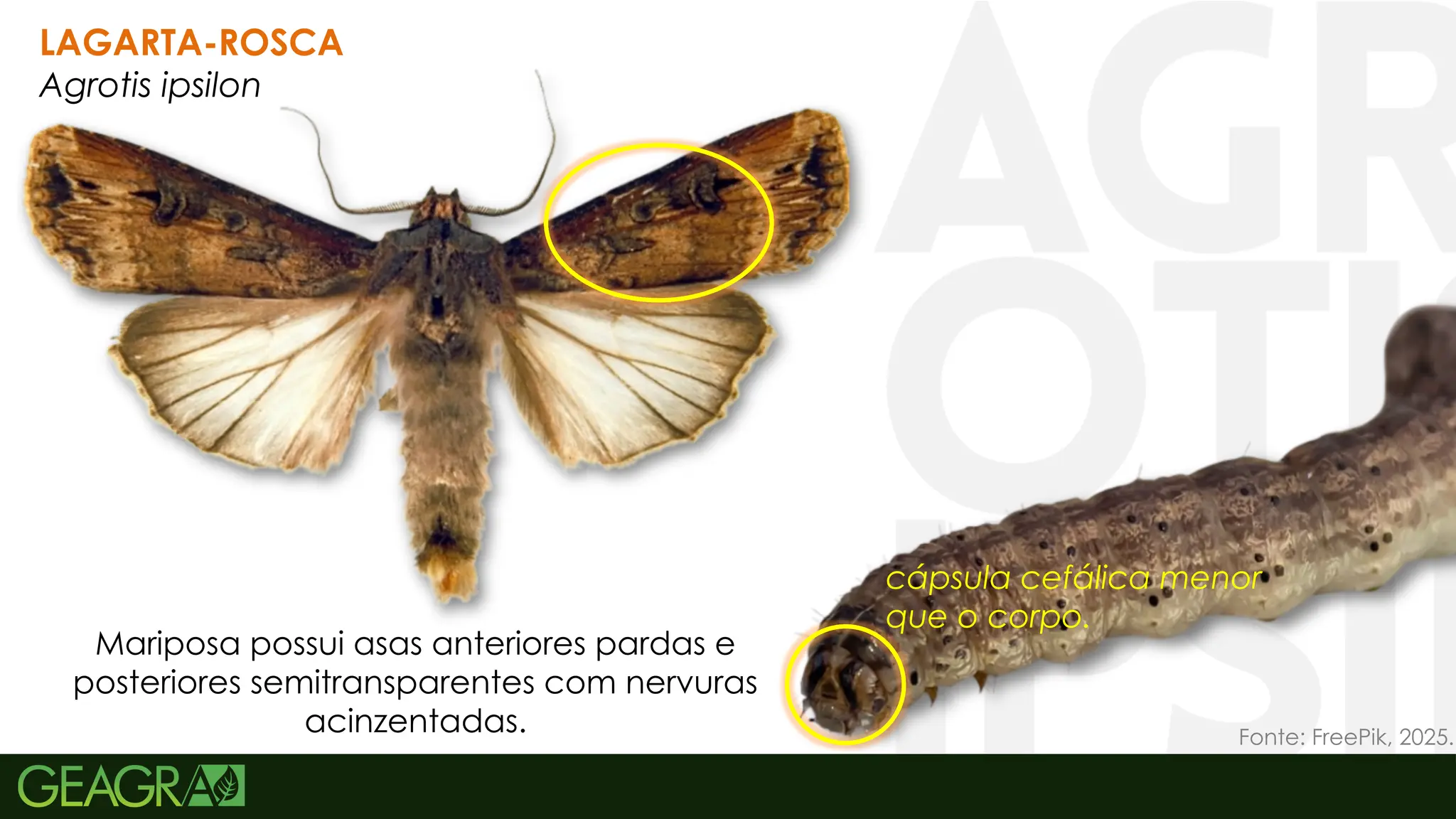 34
LAGARTA-ROSCA
Agrotis ipsilon
cápsula cefálica menor
que o corpo.
Mariposa possui asas anteriores pardas e
posteriores semitransparentes com nervuras
acinzentadas. Fonte: FreePik, 2025.
 