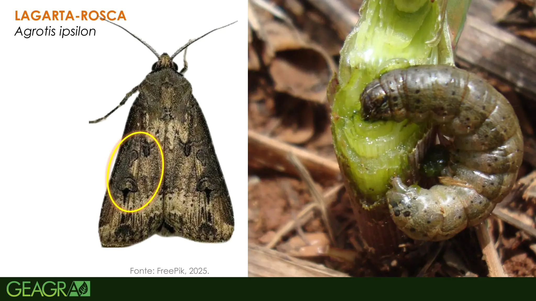 35
LAGARTA-ROSCA
Agrotis ipsilon
Fonte: FreePik, 2025.
 