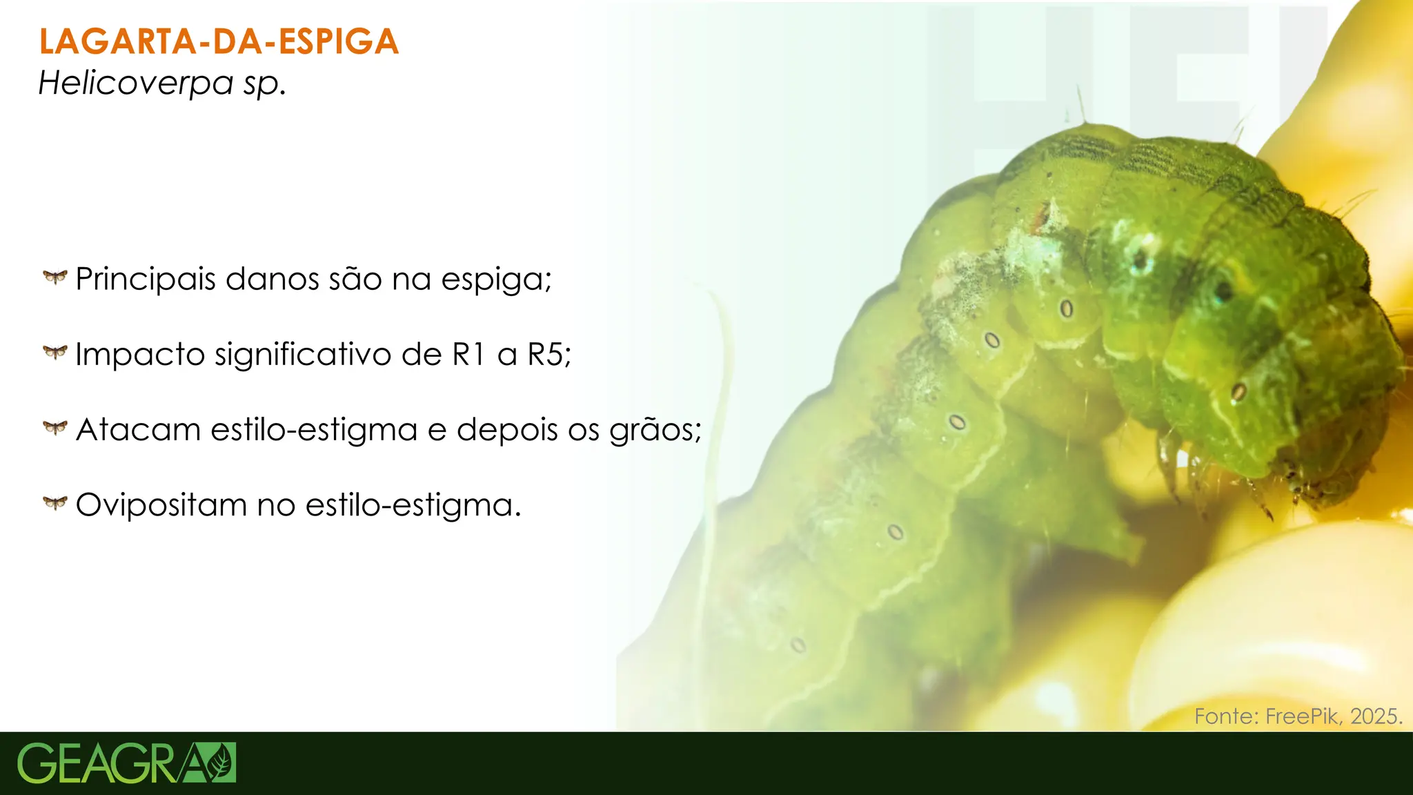 37
LAGARTA-DA-ESPIGA
Helicoverpa sp.
Principais danos são na espiga;
Impacto significativo de R1 a R5;
Atacam estilo-estigma e depois os grãos;
Ovipositam no estilo-estigma.
Fonte: FreePik, 2025.
 