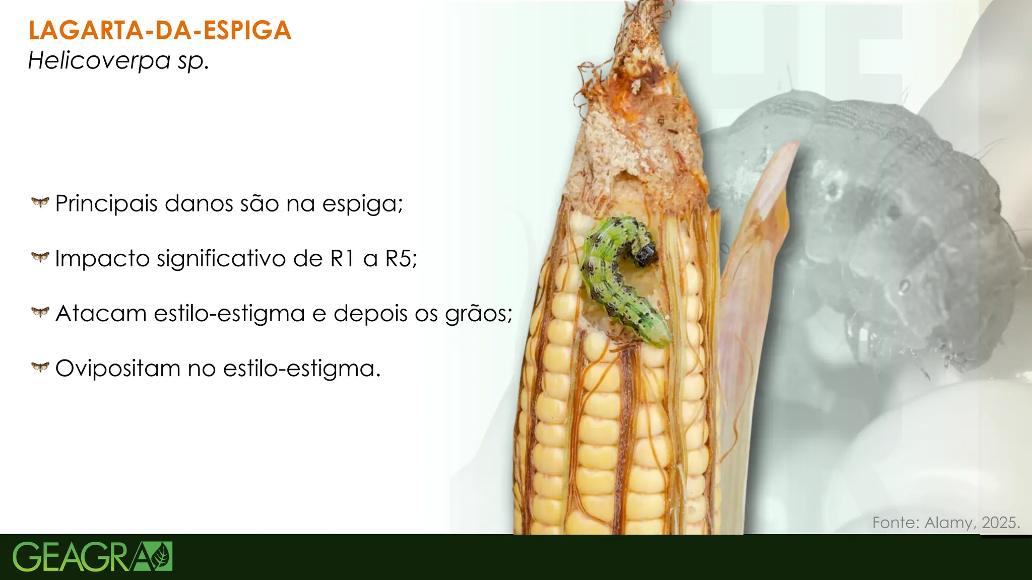 38
LAGARTA-DA-ESPIGA
Helicoverpa sp.
Principais danos são na espiga;
Impacto significativo de R1 a R5;
Atacam estilo-estigma e depois os grãos;
Ovipositam no estilo-estigma.
Fonte: Alamy, 2025.
 