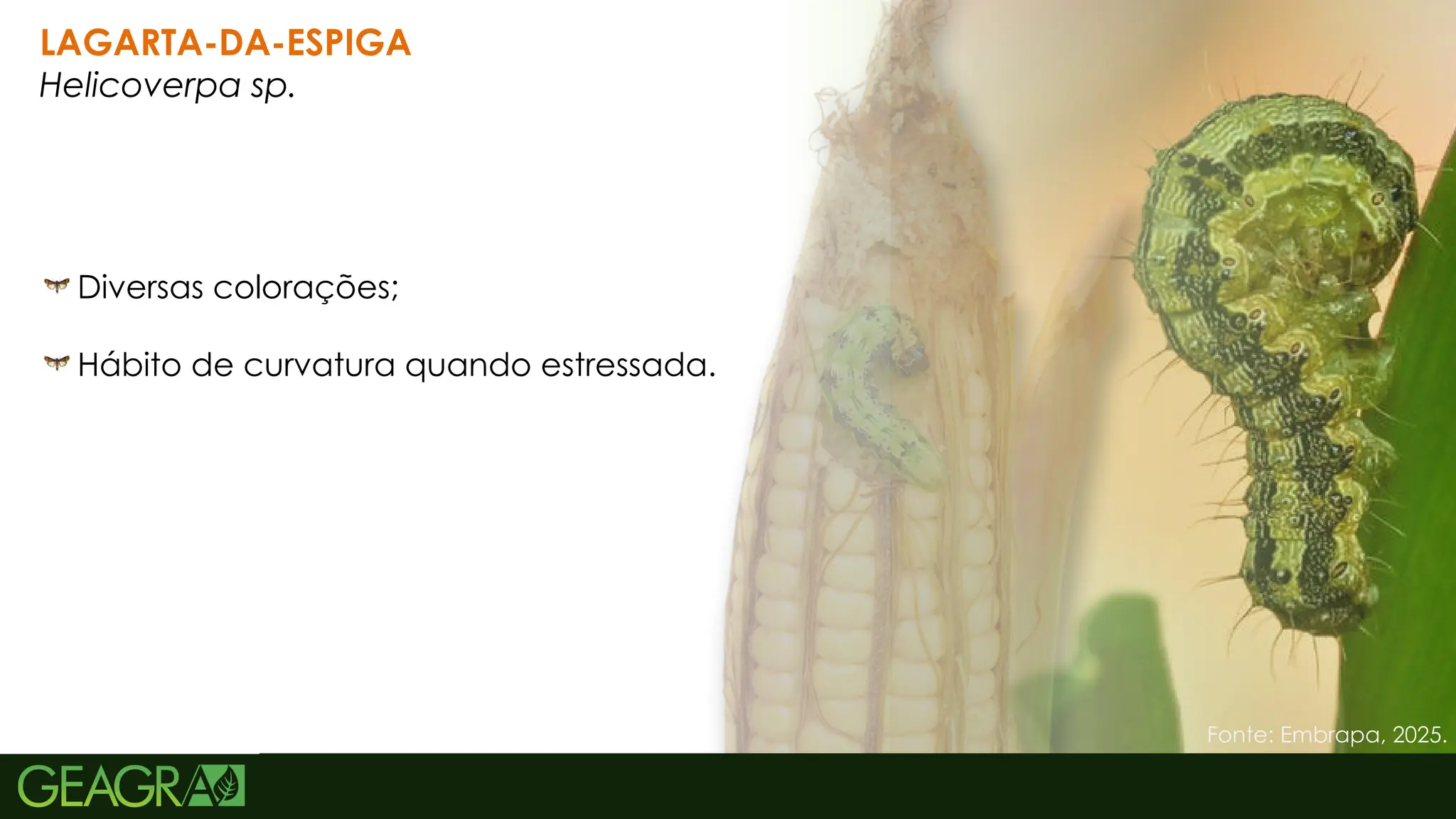 39
LAGARTA-DA-ESPIGA
Helicoverpa sp.
Diversas colorações;
Hábito de curvatura quando estressada.
Fonte: Embrapa, 2025.
 