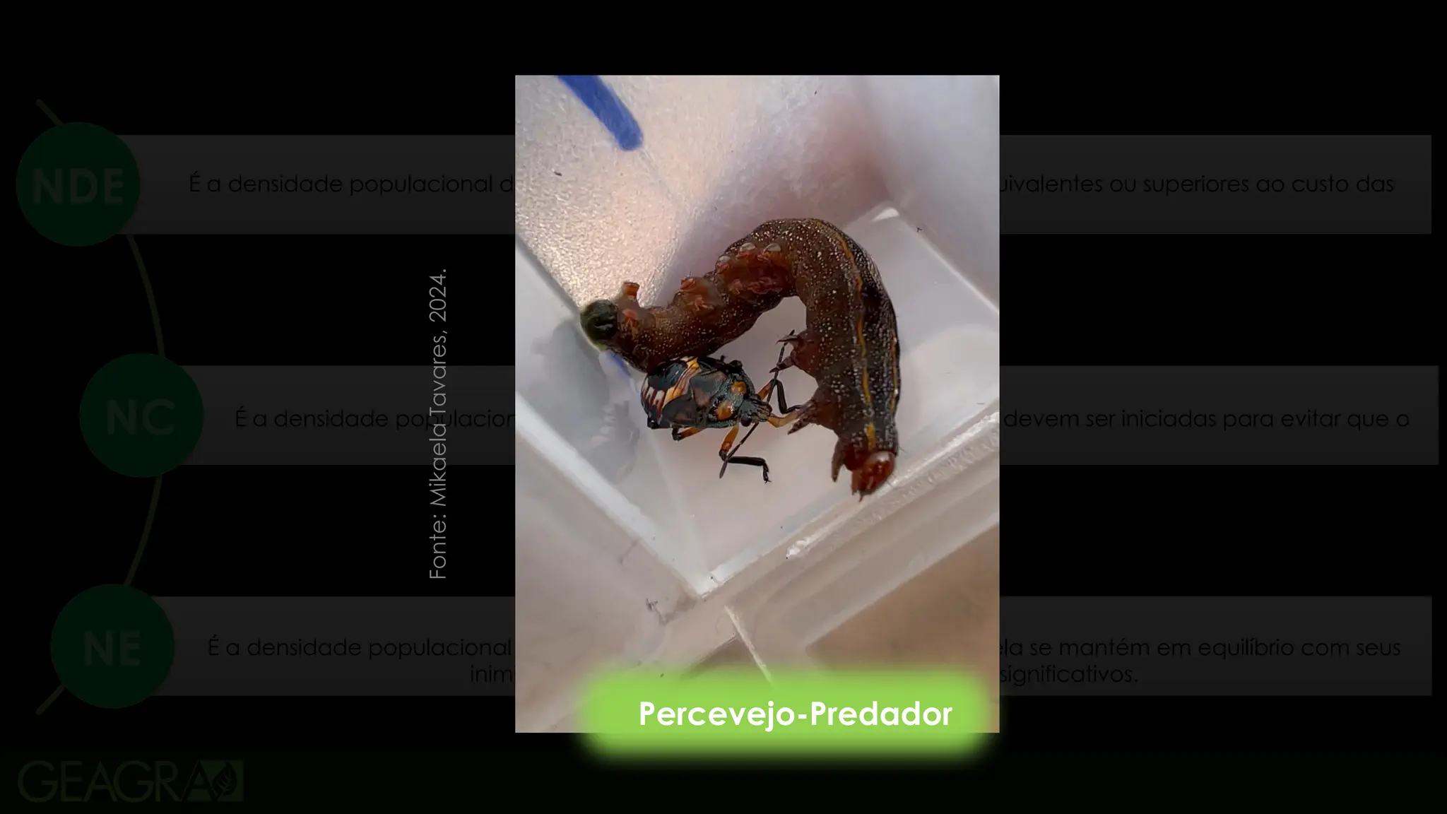 4
Nível de dano econômico
É a densidade populacional da praga que causa prejuízos econômicos equivalentes ou superiores ao custo das
medidas de controle.
Nível de controle
É a densidade populacional da praga na qual as medidas de controle devem ser iniciadas para evitar que o
NDE seja alcançado.
Nível de equilíbrio
É a densidade populacional média da praga ao longo do tempo, onde ela se mantém em equilíbrio com seus
inimigos naturais, sem causar danos econômicos significativos.
NC
NE
NDE
Percevejo-Predador
Fonte:
Mikaela
Tavares,
2024.
 
