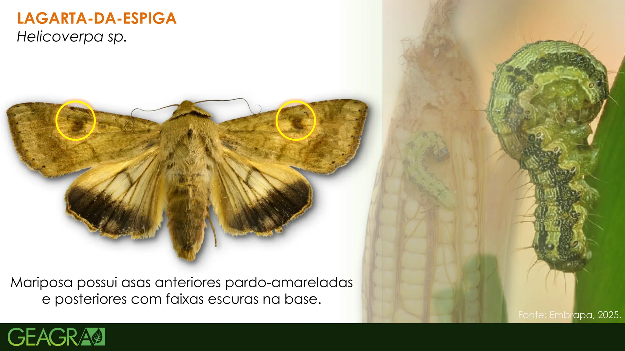 40
LAGARTA-DA-ESPIGA
Helicoverpa sp.
Mariposa possui asas anteriores pardo-amareladas
e posteriores com faixas escuras na base.
Fonte: Embrapa, 2025.
 