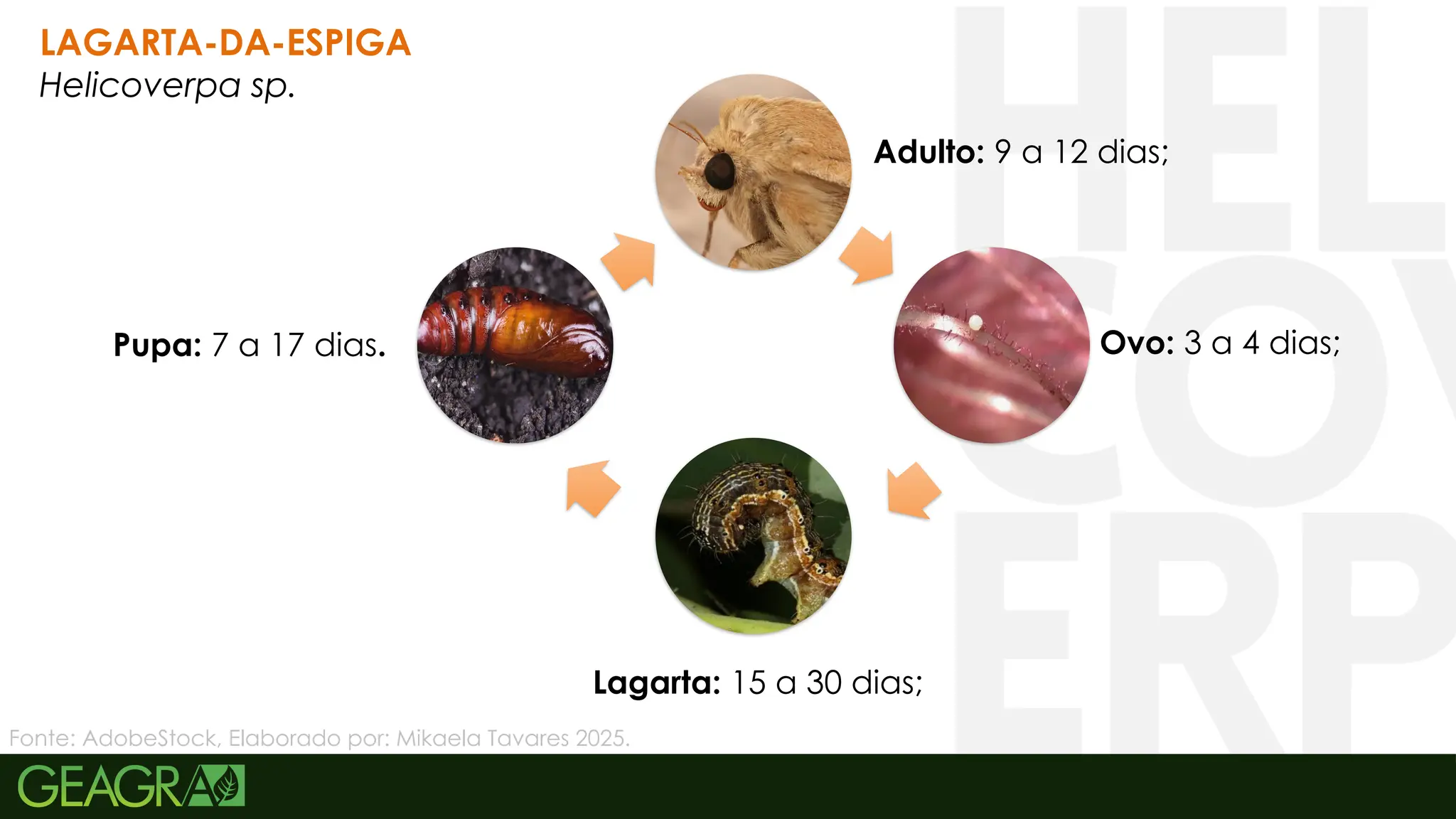 41
Ovo: 3 a 4 dias;
Lagarta: 15 a 30 dias;
Pupa: 7 a 17 dias.
Adulto: 9 a 12 dias;
LAGARTA-DA-ESPIGA
Helicoverpa sp.
Fonte: AdobeStock, Elaborado por: Mikaela Tavares 2025.
 