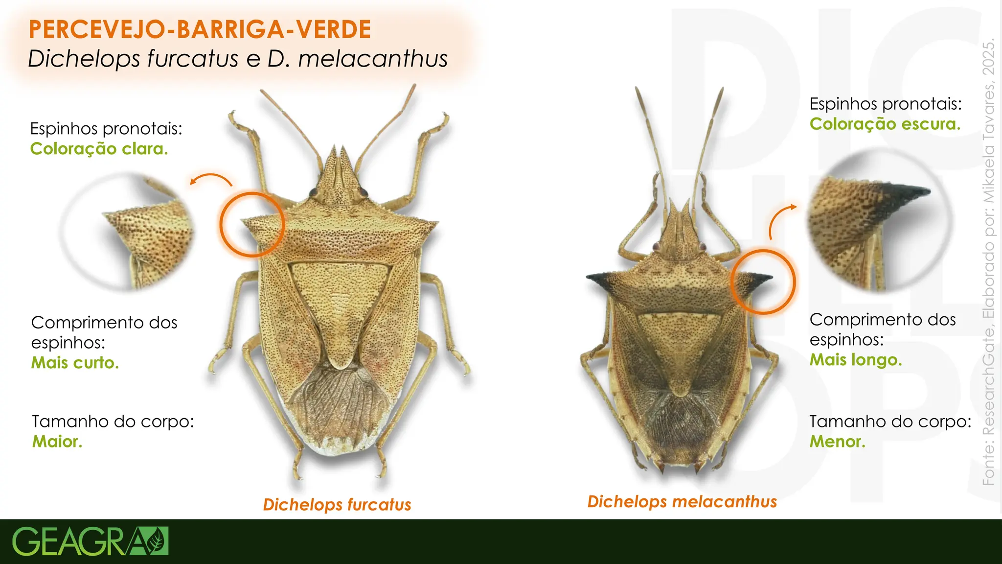 45
PERCEVEJO-BARRIGA-VERDE
Dichelops furcatus e D. melacanthus
Dichelops furcatus
Espinhos pronotais:
Coloração clara.
Comprimento dos
espinhos:
Mais curto.
Tamanho do corpo:
Maior.
Dichelops melacanthus
Espinhos pronotais:
Coloração escura.
Comprimento dos
espinhos:
Mais longo.
Tamanho do corpo:
Menor.
Fonte:
ResearchGate,
Elaborado
por:
Mikaela
Tavares,
2025.
 