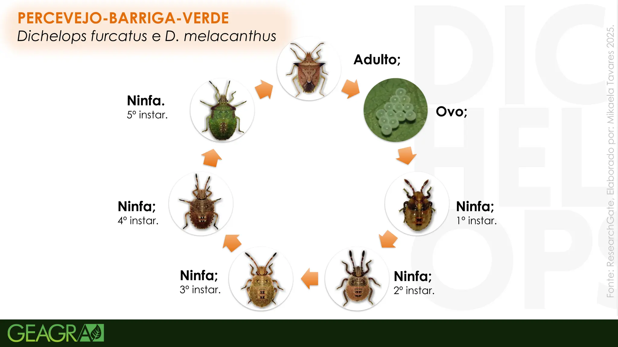 46
PERCEVEJO-BARRIGA-VERDE
Dichelops furcatus e D. melacanthus
Ovo;
Adulto;
Ninfa;
1º instar.
Ninfa;
2º instar.
Ninfa;
3º instar.
Ninfa;
4º instar.
Ninfa.
5º instar.
Fonte:
ResearchGate,
Elaborado
por:
Mikaela
Tavares
2025.
 