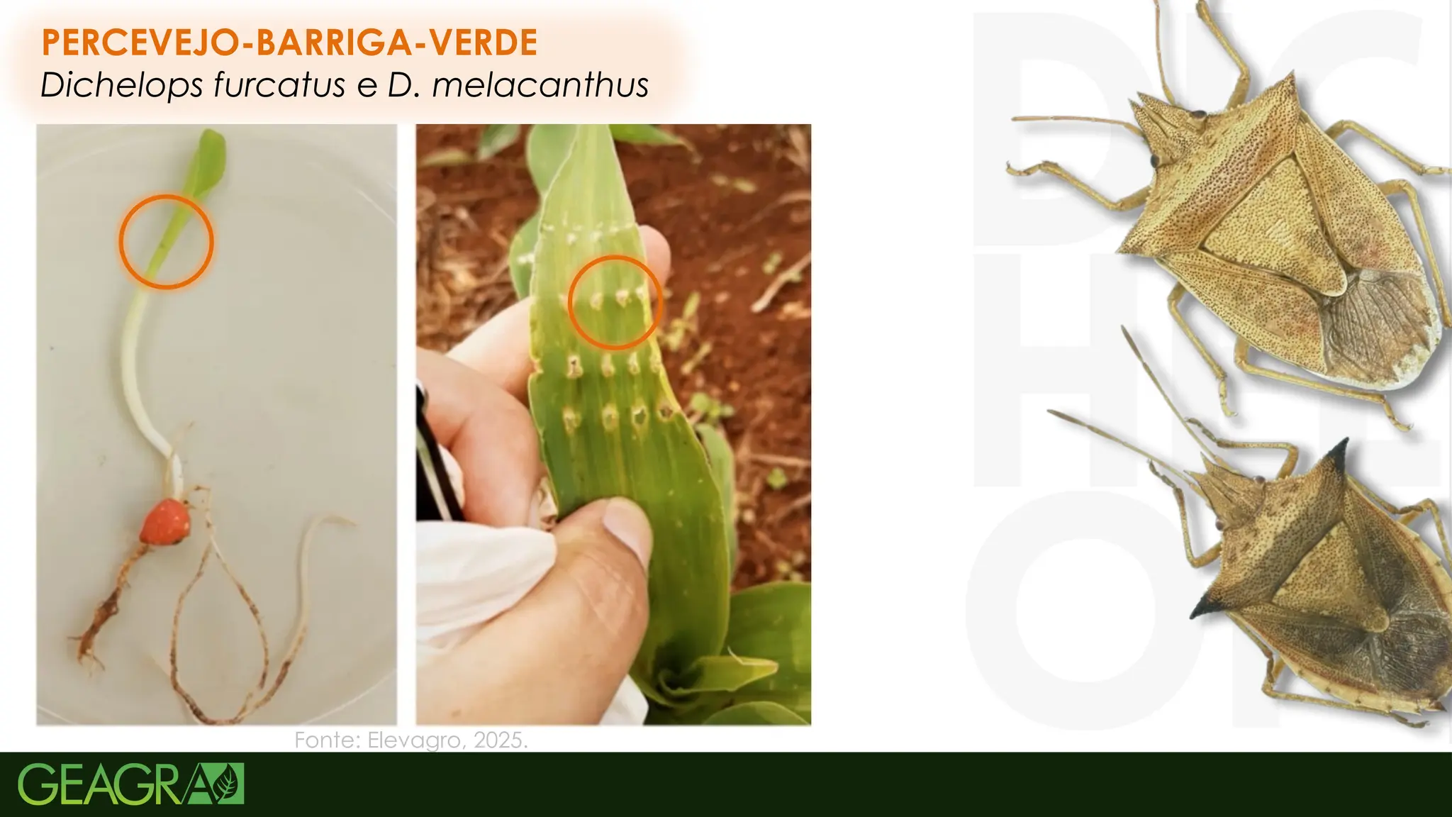 47
PERCEVEJO-BARRIGA-VERDE
Dichelops furcatus e D. melacanthus
Fonte: Elevagro, 2025.
 