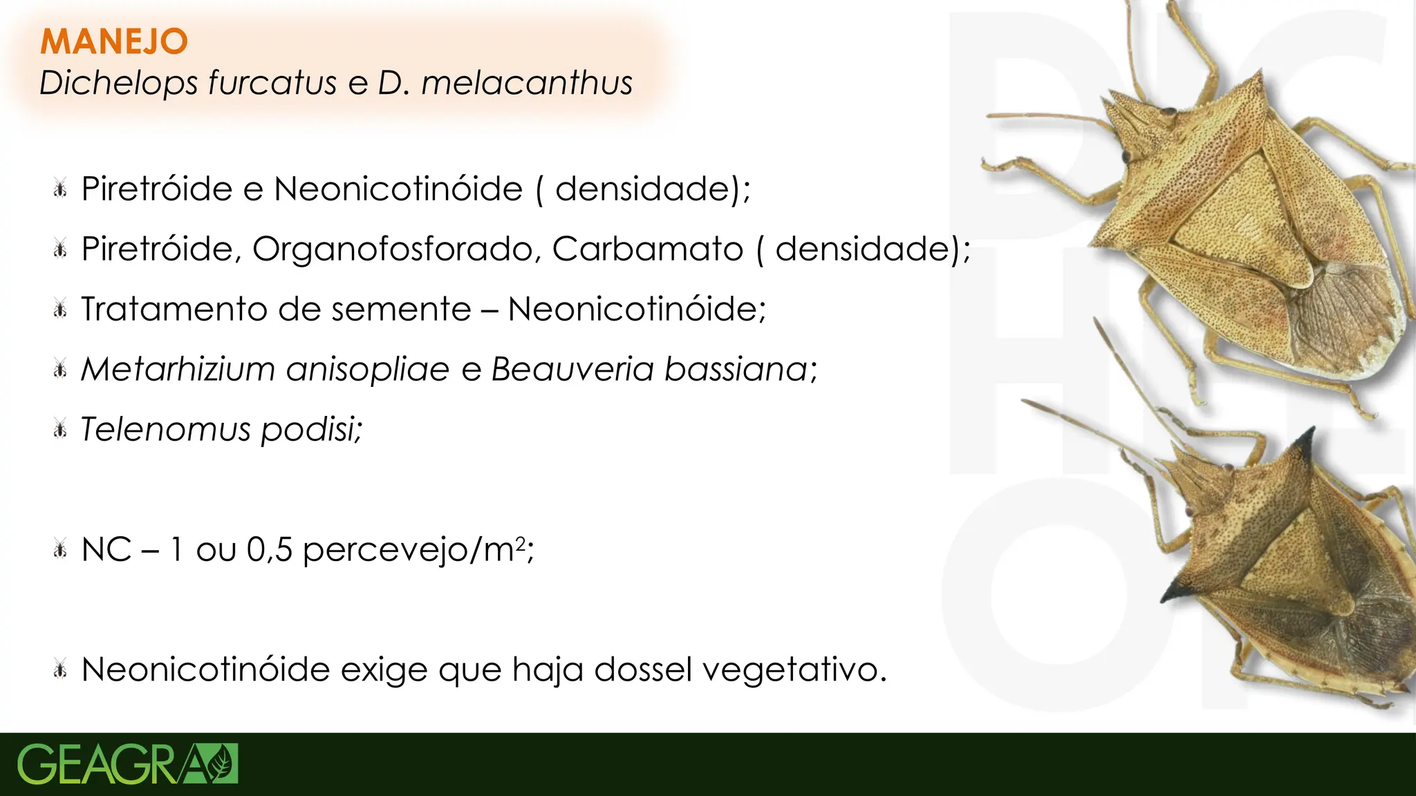 48
MANEJO
Dichelops furcatus e D. melacanthus
Piretróide e Neonicotinóide ( densidade);
Piretróide, Organofosforado, Carbamato ( densidade);
Tratamento de semente – Neonicotinóide;
Metarhizium anisopliae e Beauveria bassiana;
Telenomus podisi;
NC – 1 ou 0,5 percevejo/m2
;
Neonicotinóide exige que haja dossel vegetativo.
 