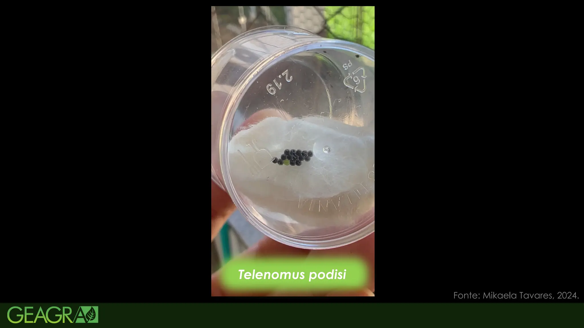 49
MANEJO
Dichelops furcatus e D. melacanthus
Piretróide e Neonicotinóide ( densidade);
Piretróide, Organofosforado, Carbamato ( densidade);
Tratamento de semente – Neonicotinóide;
Metarhizium anisopliae e Beauveria bassiana;
Telenomus podisi;
NC – 1 ou 0,5 percevejo/m2
;
Neonicotinóide exige que haja dossel vegetativo.
Telenomus podisi
Fonte: Mikaela Tavares, 2024.
 