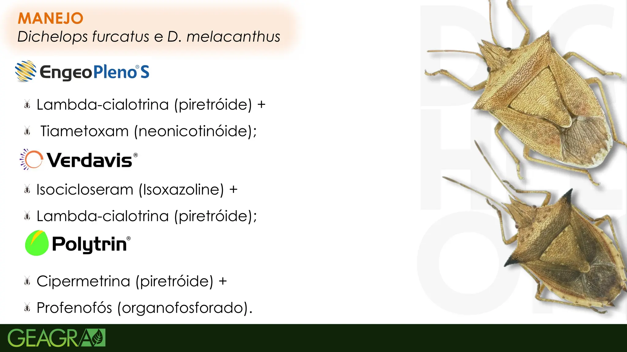 50
Cipermetrina (piretróide) +
Profenofós (organofosforado).
MANEJO
Dichelops furcatus e D. melacanthus
Lambda-cialotrina (piretróide) +
Tiametoxam (neonicotinóide);
Isocicloseram (Isoxazoline) +
Lambda-cialotrina (piretróide);
 