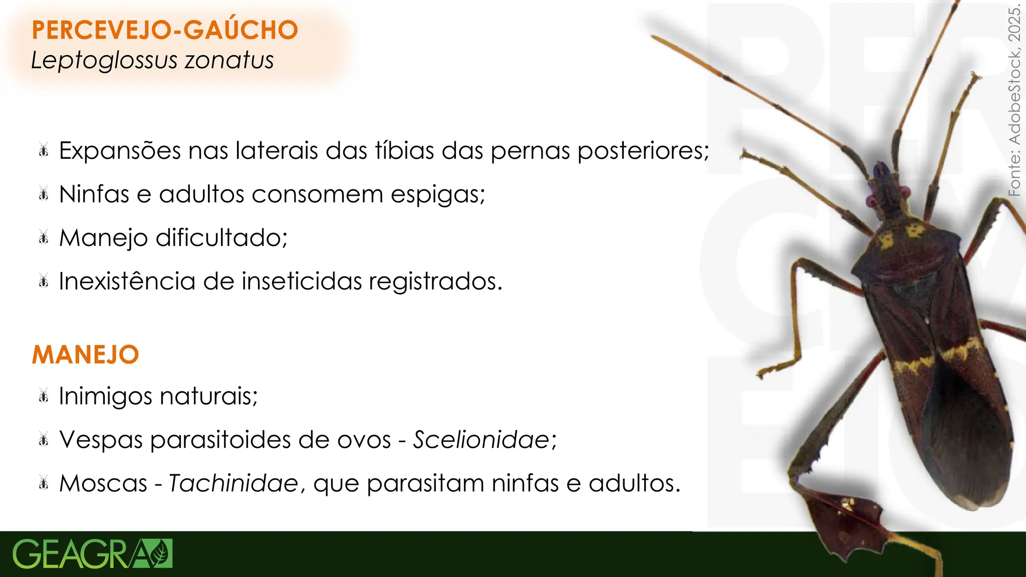54
PERCEVEJO-GAÚCHO
Leptoglossus zonatus
Expansões nas laterais das tíbias das pernas posteriores;
Ninfas e adultos consomem espigas;
Manejo dificultado;
Inexistência de inseticidas registrados.
MANEJO
Inimigos naturais;
Vespas parasitoides de ovos - Scelionidae;
Moscas - Tachinidae, que parasitam ninfas e adultos.
Fonte:
AdobeStock,
2025.
 