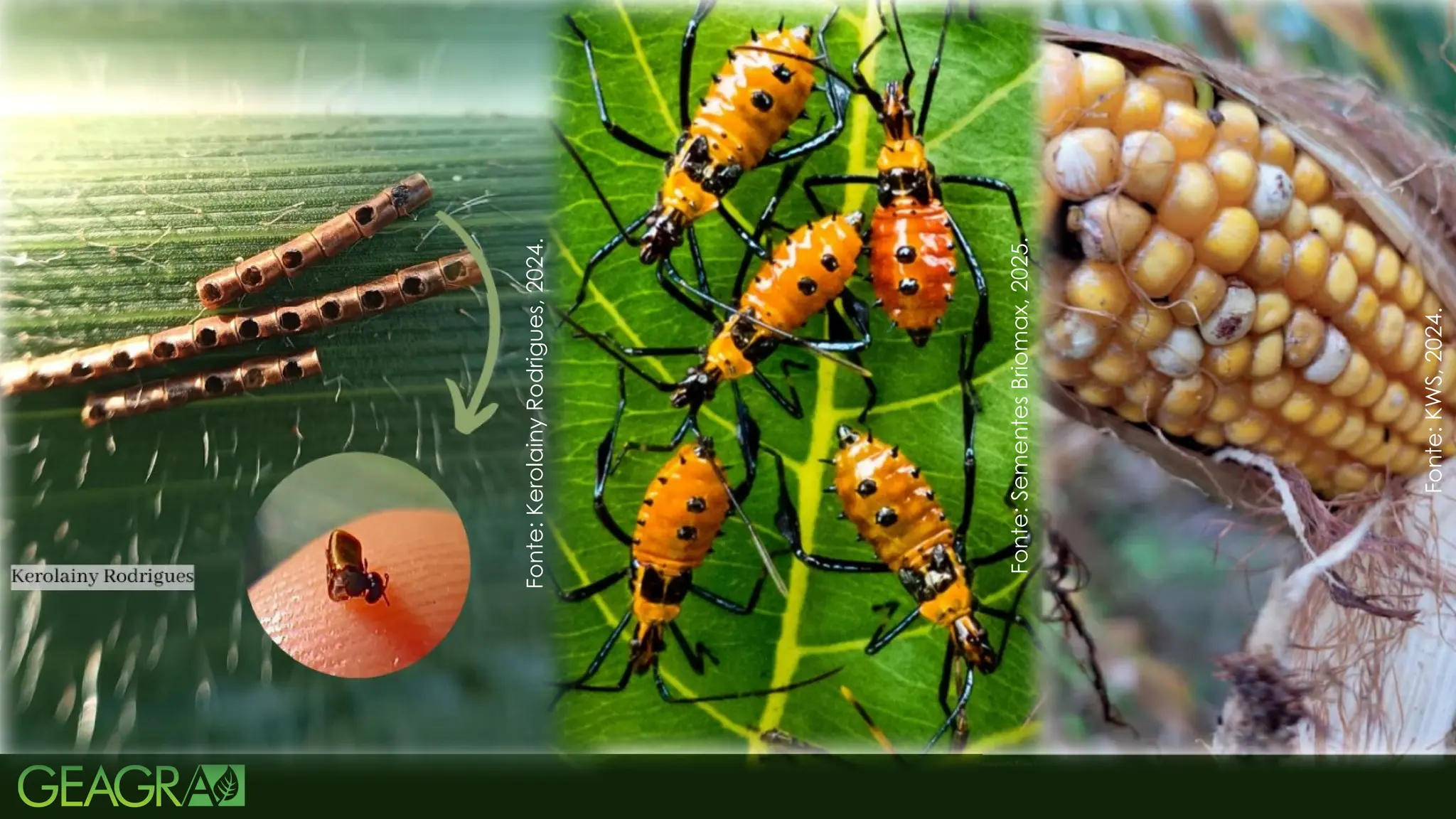 55
Fonte:
Kerolainy
Rodrigues,
2024.
Fonte:
Sementes
Briomax,
2025.
Fonte:
KWS,
2024.
 