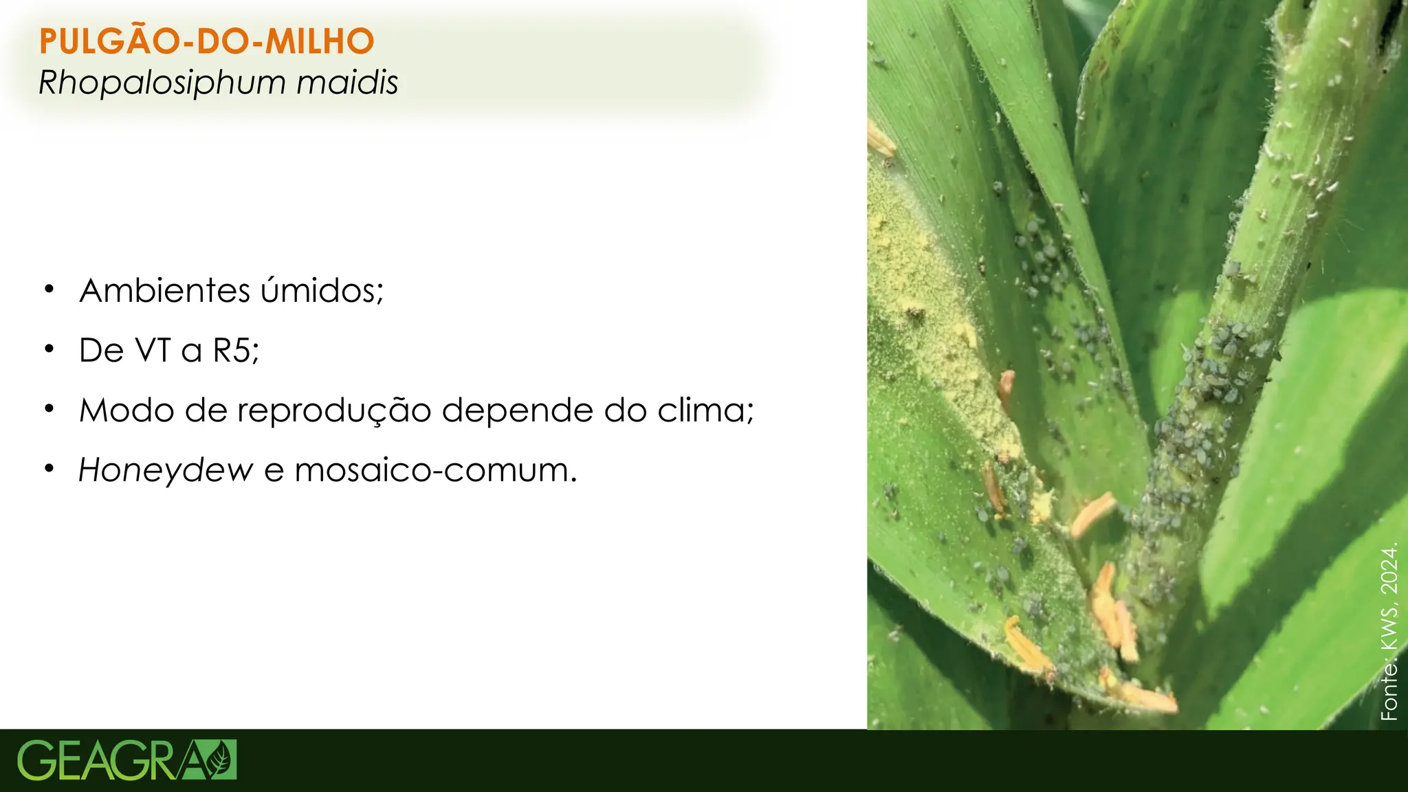 56
PULGÃO-DO-MILHO
Rhopalosiphum maidis
• Ambientes úmidos;
• De VT a R5;
• Modo de reprodução depende do clima;
• Honeydew e mosaico-comum.
Fonte:
KWS,
2024.
 