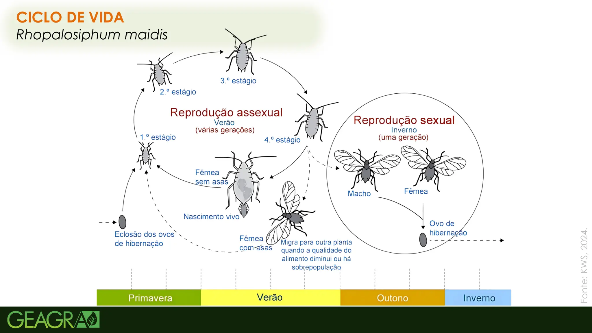 57
CICLO DE VIDA
Rhopalosiphum maidis
Fonte:
KWS,
2024.
 