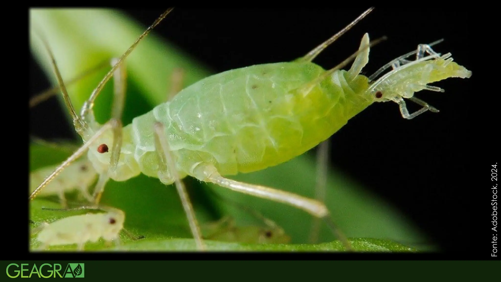 58
CICLO DE VIDA
Rhopalosiphum maidis
Fonte:
AdobeStock,
2024.
 
