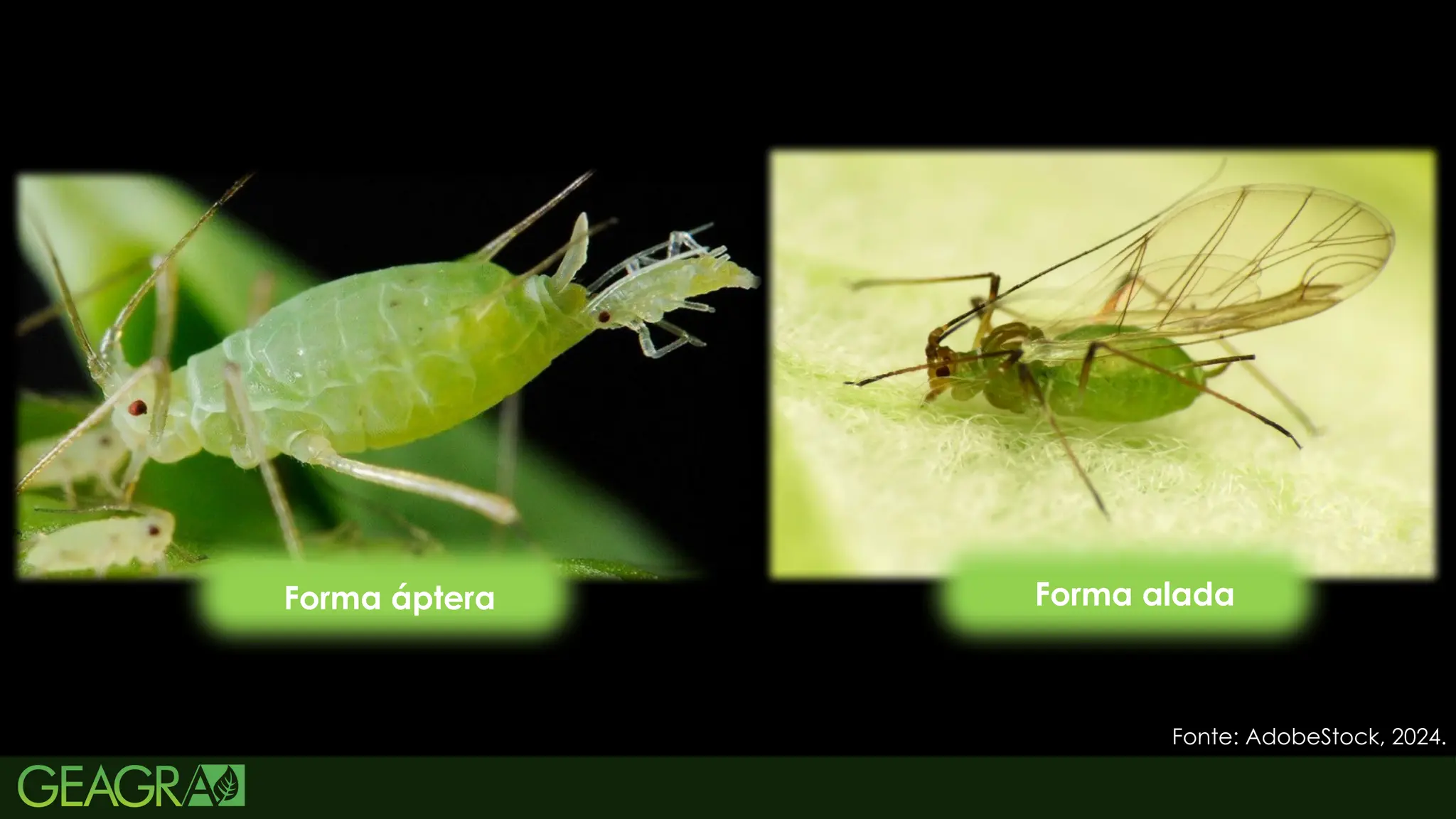 59
CICLO DE VIDA
Rhopalosiphum maidis
Forma áptera Forma alada
Fonte: AdobeStock, 2024.
 