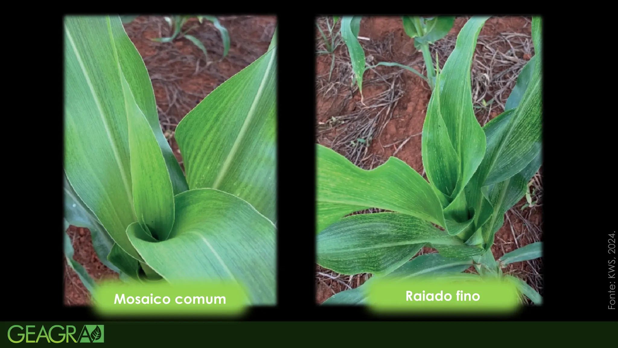 60
CICLO DE VIDA
Rhopalosiphum maidis
Mosaico comum Raiado fino
Fonte:
KWS,
2024.
 