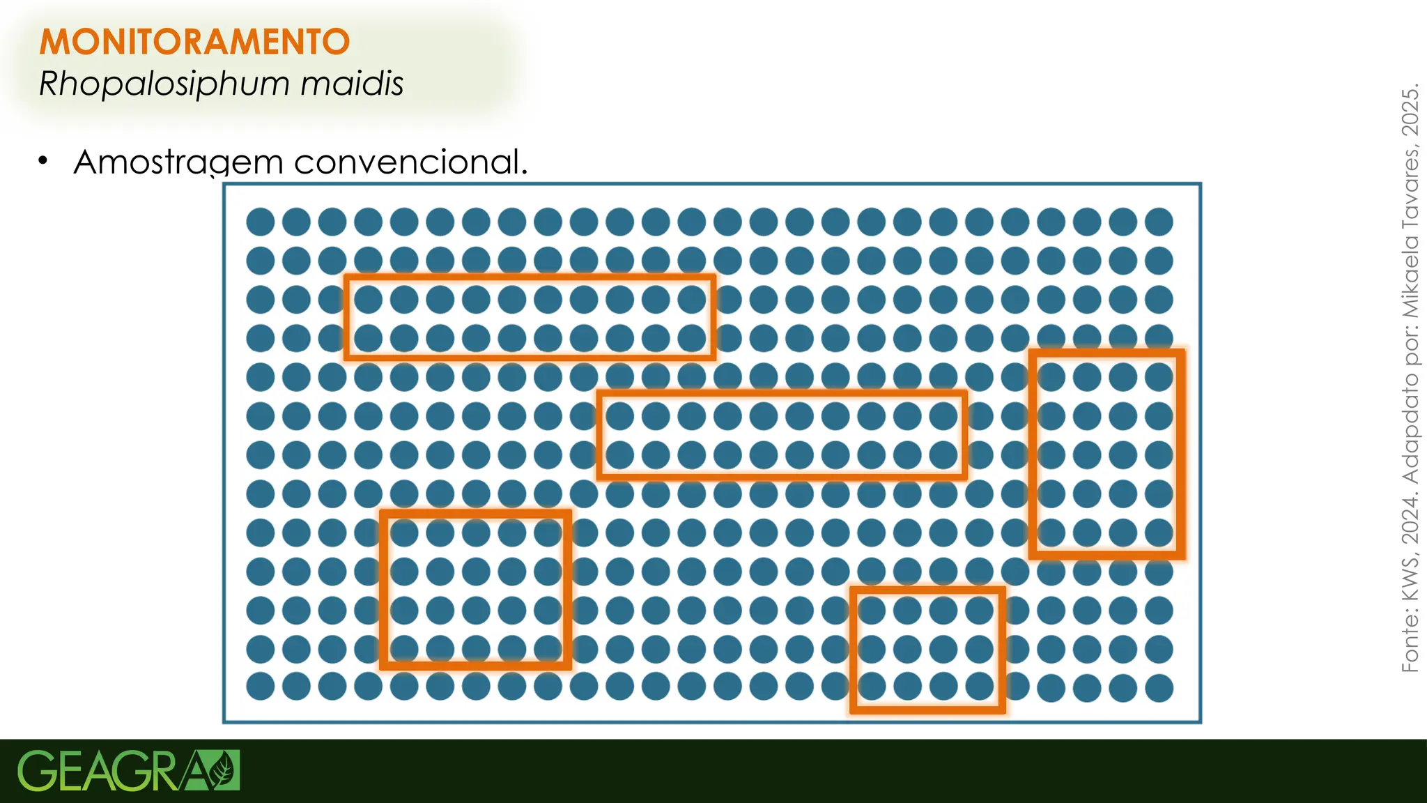 61
MONITORAMENTO
Rhopalosiphum maidis
• Amostragem convencional.
Fonte:
KWS,
2024.
Adapdato
por:
Mikaela
Tavares,
2025.
 