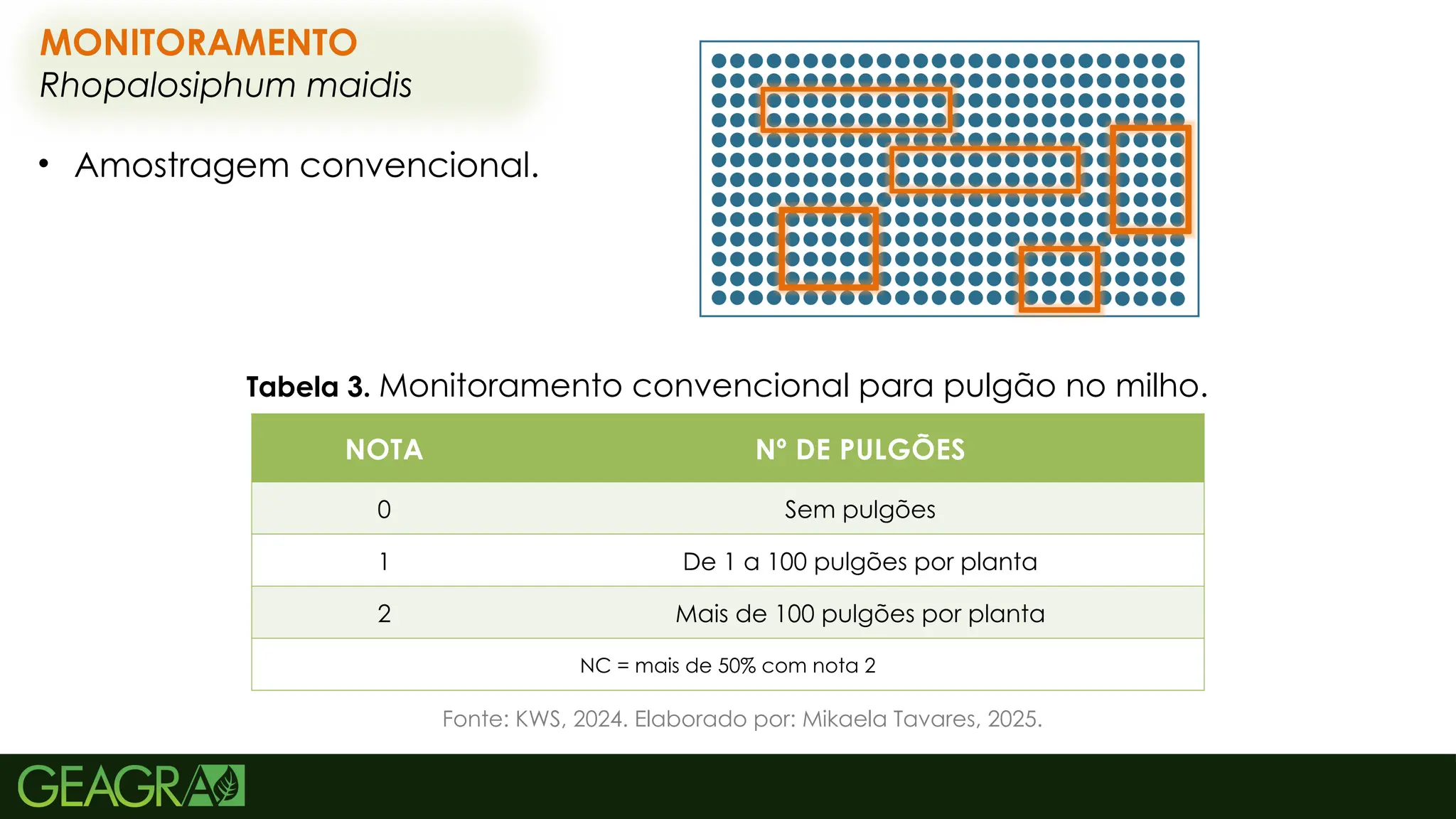 62
MONITORAMENTO
Rhopalosiphum maidis
NOTA Nº DE PULGÕES
0 Sem pulgões
1 De 1 a 100 pulgões por planta
2 Mais de 100 pulgões por planta
NC = mais de 50% com nota 2
• Amostragem convencional.
Fonte: KWS, 2024. Elaborado por: Mikaela Tavares, 2025.
Tabela 3. Monitoramento convencional para pulgão no milho.
 